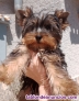 Preciosos cachorros de yorkshire terrier colorful 