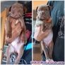 Fotos del anuncio: Se venden cachorros de Amrican Pitbull 