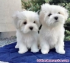 Cachorros maltesas para adopcin whatsapp