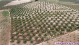 Fotos del anuncio: Bonita Finca en trminos de Campillos  De 36 Hectreas De La Cuales 10 De olivos