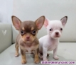 Fotos del anuncio: Chihuahua toy