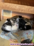 Fotos del anuncio: Adopcion responsable de gatitos
