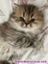 Fotos del anuncio: Gato persa puro