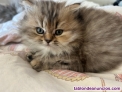 Fotos del anuncio: Gato persa puro