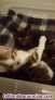 S regalen preciosos gatitos