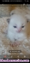 Fotos del anuncio: Preciosos gatitos Ragdoll 678 7180 59