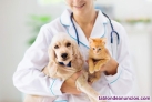 Fotos del anuncio: Venta clinica veterinaria en barcelona