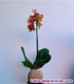 Fotos del anuncio: Plantas kodedamas de fibra de coco