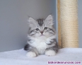 Fotos del anuncio: Gatito siberiano con pedigree