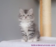 Fotos del anuncio: Gatito siberiano con pedigree