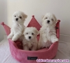 Cachorros de Bichon Malts Para Adopcion