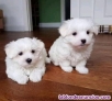 Preciosos cachorros de Bichon Malts Para Adopcion