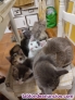 Gatitos caseros buscan nuevo hogar