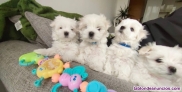 Fotos del anuncio: Estupendos cachorritos de Bichon Maltes Toy