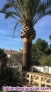 Poda de palmeras Malaga | Tala y limpieza de rboles