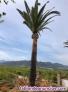 Fotos del anuncio: Poda de palmeras Malaga | Tala y limpieza de rboles