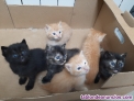 Fotos del anuncio: Regalo gatitos 
