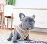 Fotos del anuncio: Bulldog francese cachorros