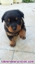 Fotos del anuncio: Camada de Cachorros rottweiler whatsapp +34 602 68 12 18 
