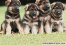 Fotos del anuncio: Cachorros pastor alemn con pedigree whatsapp +34 602 68 12 18