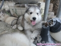 Fotos del anuncio: Cachorros alaska malamute