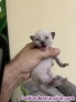 Gatos siameses preciosos