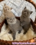 Fotos del anuncio: Britanico gatitos disponibles para adopcion(+34621617529)