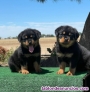 Fotos del anuncio: Adorables cachorros Rottweiler disponibles para adopcion(+34621617529)