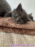 Fotos del anuncio: Gatos british 