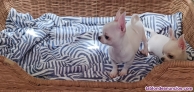 Fotos del anuncio: Cachorros chihuahua WhatsApp 638198638