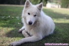 Fotos del anuncio: Perra loba con alto contenido de Lobo rtico busca adopcin