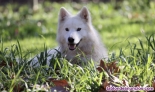 Fotos del anuncio: Perra loba con alto contenido de Lobo rtico busca adopcin