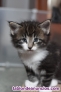 Fotos del anuncio: Bosques de Noruega con pedigree cachorros gatitos