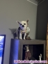 Fotos del anuncio: Chihuahua macho para monta