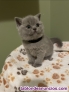 Fotos del anuncio: Gatitos Britnico pelo Corto en adopcin