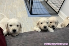 Fotos del anuncio: Cachorros de golden retriever para adopcion