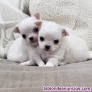 Fotos del anuncio: Chihuahua mini toy mi wassap es +34 603360473