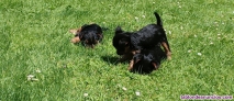Fotos del anuncio: Cachorros yorkshire 