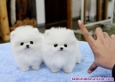 Cachorros de Mini Pomerania/ Whatsapp +34 604 16 34 20