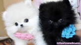 Fotos del anuncio: Cachorros de Mini Pomerania/ Whatsapp +34 604 16 34 20