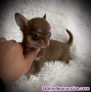 Fotos del anuncio: Chihuahua toy cachorro 