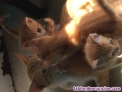 Fotos del anuncio: Regalo gatitos 