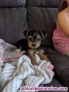 Fotos del anuncio: Yorkshire terrier toy whatsapp +34 621 61 07 46