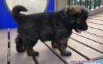 Fotos del anuncio: Cachorro de pastor aleman para adopcion(+34621617529)