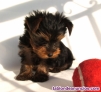 Fotos del anuncio: Adorable Cachorro yorkshire disponible {+34621617529}
