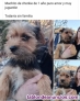 Fotos del anuncio: Adultos de morkie, yorkshire terrier colorful, chorkie , pomerania 