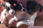 Fotos del anuncio: Cachorros de bodeguero ratonero andaluz 