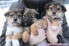Fotos del anuncio: Cachorros de pastor alemn para adopcion