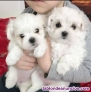 Bichon maltese macho y hembra para  adopcion