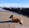 Fotos del anuncio: Busco hogar para Precioso cachorro de Collie con podenco